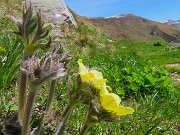 58 Pulsatilla alpina sulphurea (Anemone alpino)